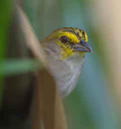 Yellow Browed Sparrow