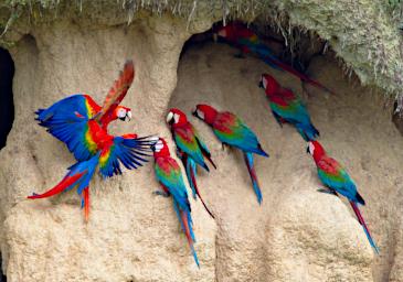 Tambopata Lick Bird Red Green Scarlet Macaw