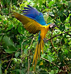 Blue Yellow Macaw