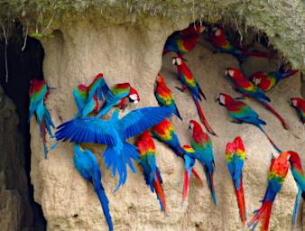 Lick Macaws