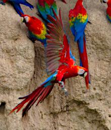 Lick Macaws