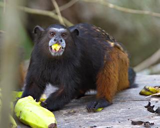 Tambopata Saddleback Tamarin Monkey