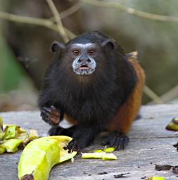Tambopata Saddleback Tamarin Monkey