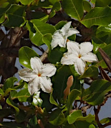 Ambola Flower Xxx White