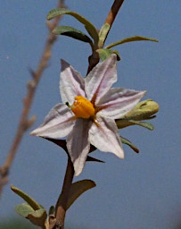 Ambola Flower Xxx White Orange