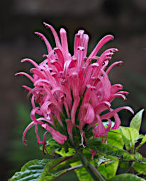 Antsirabe Flower Xxx Pink