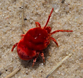 Antsirabe Velvet Mite