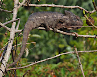 Isalo Chameleon Xxx PB051258