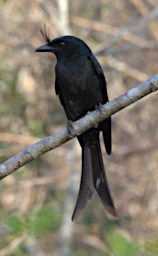 Kirindy Bird Crested Drongo
