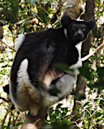 Mitsinjo Lemur Indri PA190171