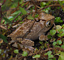 Ranomafana Frog Goudots Bright Eyed