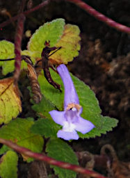Ranomafana Flower Xxx Violet