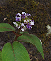 Ranomafana Flower Xxx Violet