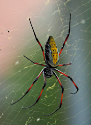 Ranomafana Spider Golden Orb Web