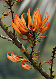 Ranomafana Flower Xxx Orange