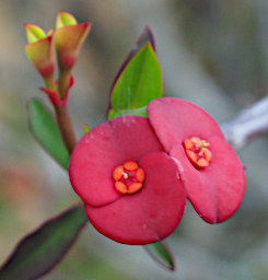 Ranomafana Flower Xxx Red