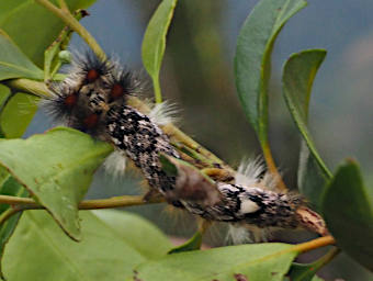 Ranomafana Caterpillar Zana Dandy