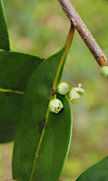 Ranomafana Tree Polycardia Lateralis