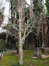 Ranomafana Tree Baobab