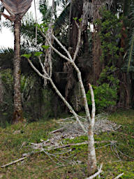 Ranomafana Tree Xxx