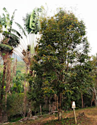 Ranomafana Tree Rosewood
