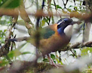 Ranomafana Bird Pitta Like Ground Roller
