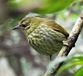 Ranomafana Bird Velvet Asity F