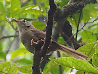 Ranomafana Bird MGBrush Warbler