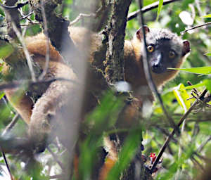 Ranomafana Lemur Red Fronted Brown