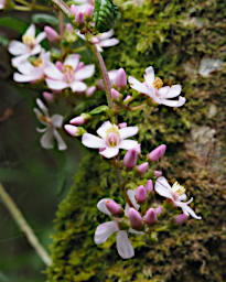 Ranomafana Flower Xxx Pink