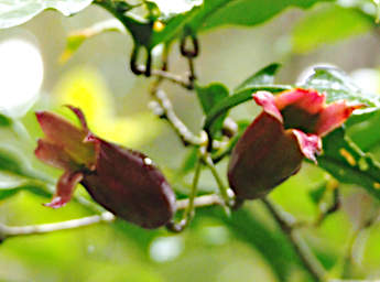 Ranomafana Flower Xxx Red