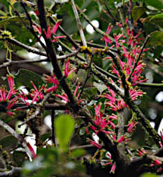 Ranomafana Flower Xxx Pink