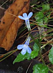 Ranomafana Flower Xxx Blue