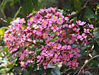 Ranomafana Flower Xxx Pink
