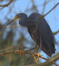 Ranomafana Bird Little Egret Dark Morph