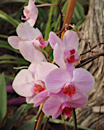 Reniala Flower Xxx White Pink Red