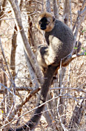 Reniala Lemur Red Fronted Brown