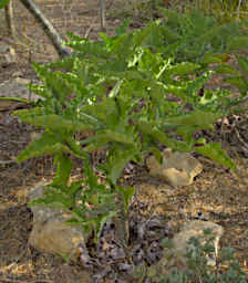 Toliara Arboretum Tree Napoleons Hat