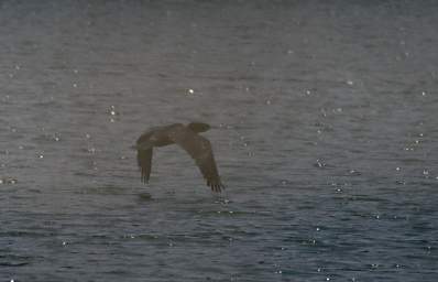 Bird Cormorant