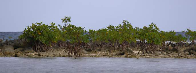 Barrier Reef New Island