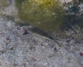 Fish Sharpnose Puffer