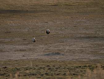 SageGrouse_0181_20140421