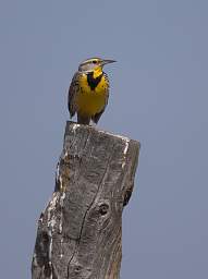 Bird Meadowlark