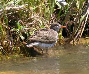 Spotted Sandpiper 0001