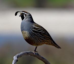 Bird California Quail