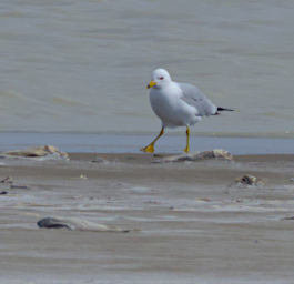 Bird Seagull Dead Fish