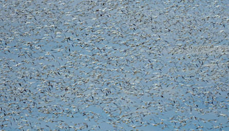 Bird Snow Geese