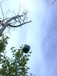 Grain hung in tree, safe from bears