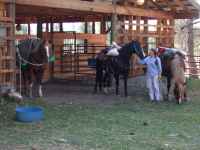 Horses in front of the barn