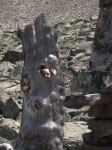 Ian behind tree stump